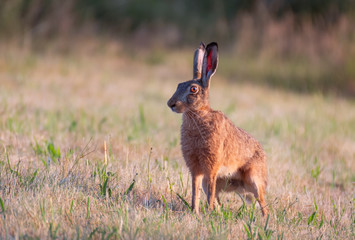 Rabbit in the field. Hare in the grass. Brown hare (lepus europaeus