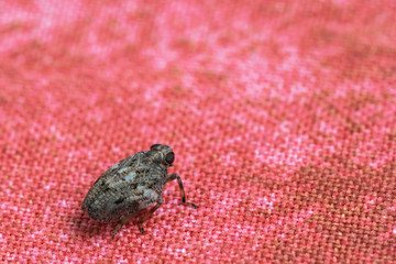 Red velvet mite on a red rag. Insect on a red canvas
