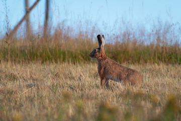 Rabbit in the field. Hare in the grass. Brown hare (lepus europaeus
