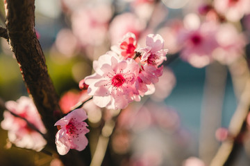 Close up of Cherry Blossoms during Spring time