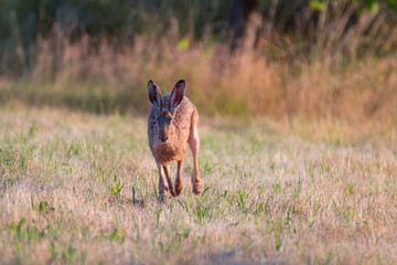 Rabbit in the field. Hare in the grass. Brown hare (lepus europaeus