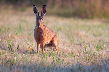 Rabbit in the field. Hare in the grass. Brown hare (lepus europaeus