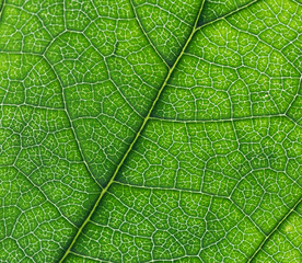  green leaf of a tree or plant close-up, macro