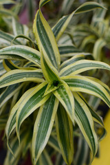 雨粒が残るオリヅルランの葉