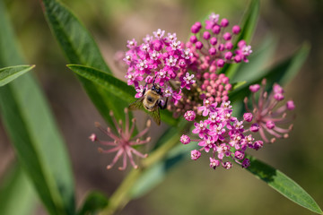 Obraz na płótnie Canvas bee on pink milkweed
