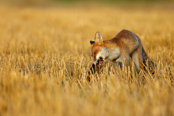 Red fox (Vulpes vulpes) on freshly mown stubble with caught rodent. Red fox with prey in teeth. Fox...