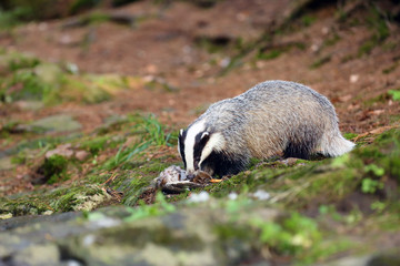 The European badger (Meles meles) also known as the Eurasian badger or simply badger eats dead wild duck on rock.European mysterious predator prey to a creek in dense forest.