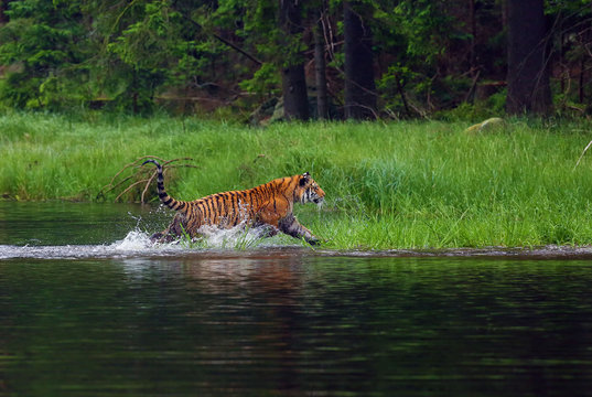 The Siberian tiger (Panthera tigris tigris),also called Amur tiger (Panthera tigris altaica) walking through the water. Beautiful female Siberian tiger in warm summer.