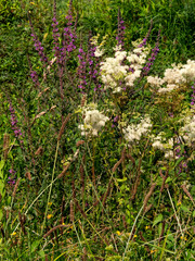 Obraz premium Fleurs des Landes