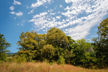 Group of trees at the meadow
