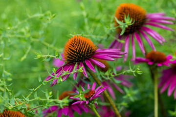 purple cone flowers in a summer garden