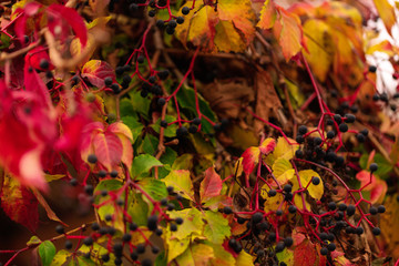 Autumn colors. Early leaves of ornamental grapes. Selective focus.