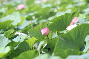 flower in the garden