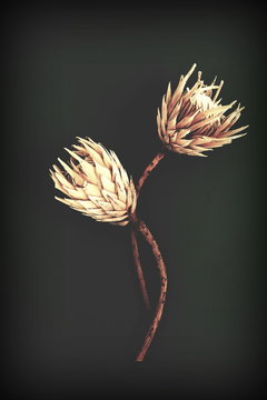 Dried Exotic Flowers Protea On Black Background Closeup Vintage Toned. Poster