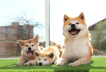 Adorable Akita Inu dog and puppies on artificial grass near window