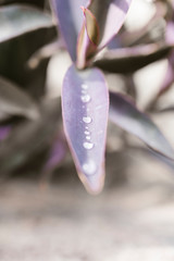Purple queen spiderwort plant (Tradescantia pallida)