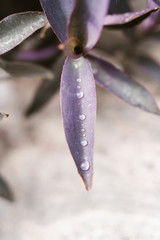 Purple queen spiderwort plant (Tradescantia pallida)
