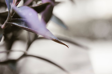 Purple queen spiderwort plant (Tradescantia pallida)