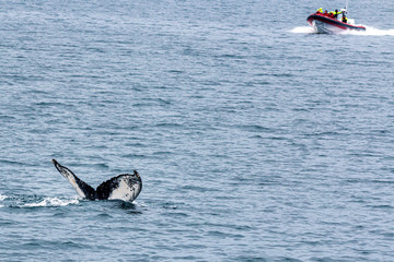 whale watching iceland