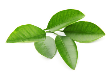 Fototapeta premium Branch of citrus leaves isolated on white