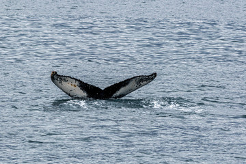 Fototapeta premium Humpback Whale,Fluke