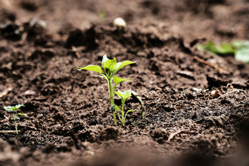 young tender sprout breaking out of the ground