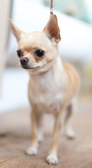 cute, beautiful, brown chihuahua dog