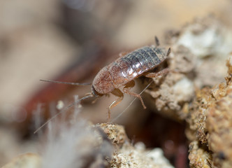 many dying cockroaches are trapped