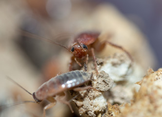 many dying cockroaches are trapped