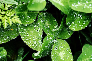 drops of water on green leaves of clover after rain