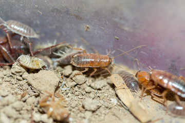 many dying cockroaches are trapped