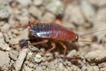 many dying cockroaches are trapped