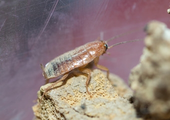 many dying cockroaches are trapped