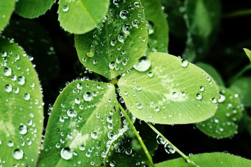 drops of water on green leaves of clover after rain