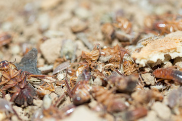 many dying cockroaches are trapped