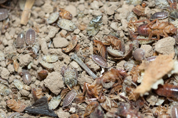 many dying cockroaches are trapped