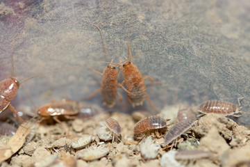 many dying cockroaches are trapped