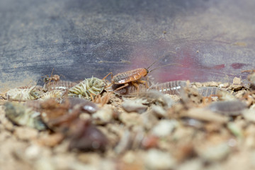 many dying cockroaches are trapped