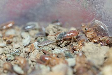 many dying cockroaches are trapped