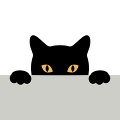 black cat on white background