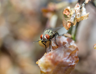 Macro of a fly eating white grape fruit. wonderful, tasty and nutritious food for a gluttonous pest insect