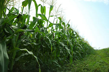 Beautiful view of corn field against blue sky