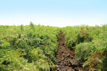 Fototapeta na wymiar Beautiful view of carrot field on sunny day. Organic farming