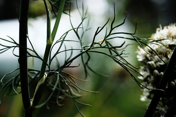 fluffy caps of dill. dill flowers