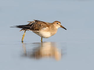 Pectoral Sandpiper Stretching its Wing