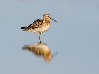 Stilt Sandpiper with Reflection in Blue Water