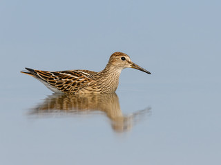 Pectoral Sandpiper keeping a low profile hiding from a predator