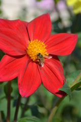 Annual dahlia flowers of different colors
