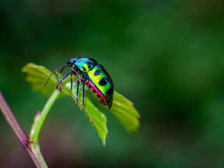 jewel bug
