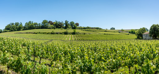 SAINT-EMILION (Gironde, France), vignes autour du village